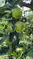 Preview: Ribston Pepping Apfel Foto 2